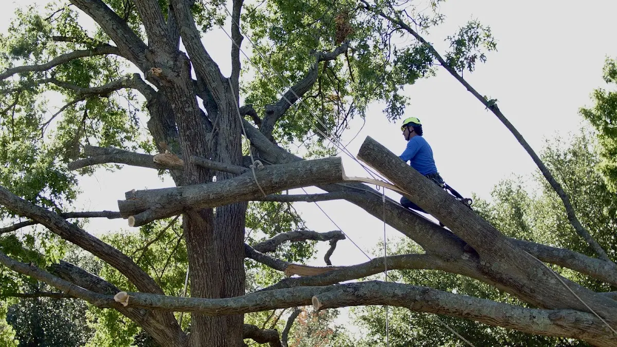 Professional Hazardous Tree Removal performed by certified arborists in Saint Robert
